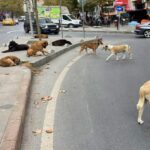 sahipsiz kopekler yasası