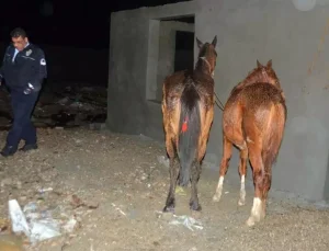 Gıda teröristlerinin vatandaşa en çok at ve eşek eti yedirdiği iki ilimiz