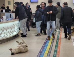 Sağlık tesislerinde sahipsiz köpek kalmayacak