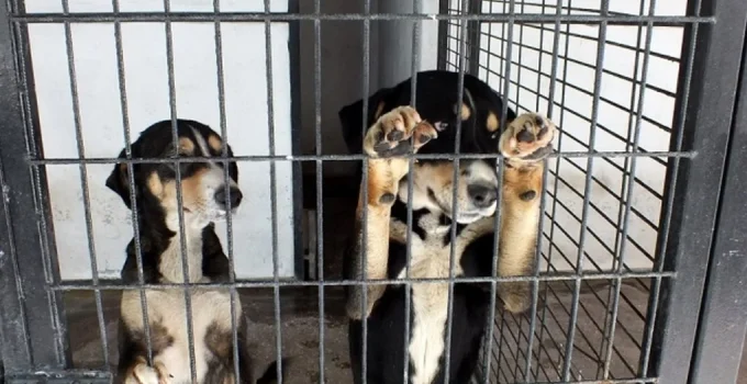 Türkiye’de Barınaktan Hayvan Sahiplenme Süreci: Adım Adım Rehber