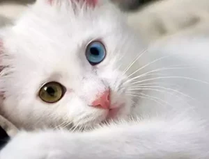 Kediniz Sürekli Miyavlıyorsa Dikkat! Uzmanlara Göre Bu 7 Nedene Hemen Bakılmalı