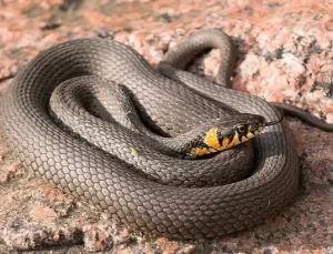 Rüyada Yılan Görmek Ne Anlama Gelir?