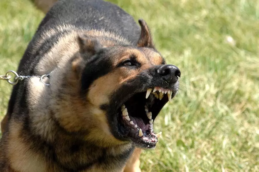 rsz_military_dog_barking_0